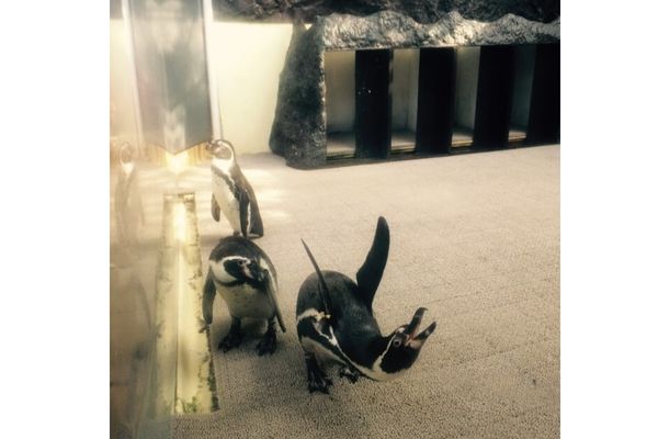 新屋島水族館のペンギン