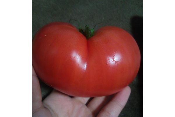良心市で購入した、ハート型のトマト