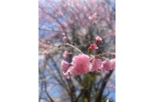 仁淀川町の八重桜のアップ