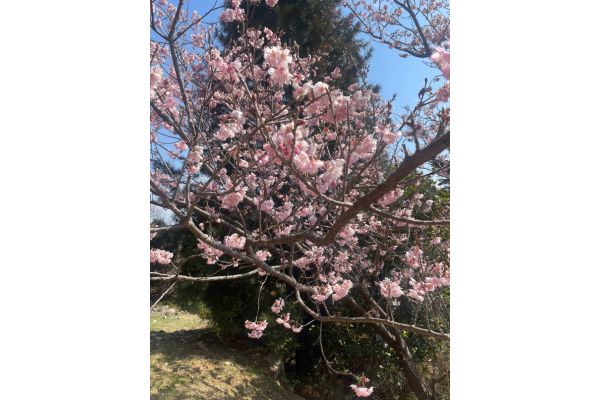 牧野植物園の園内の桜