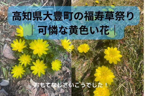 高知県大豊町の福寿草祭り-可憐な黄色い花