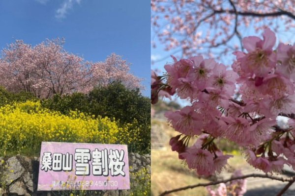 桑田山の雪割桜
