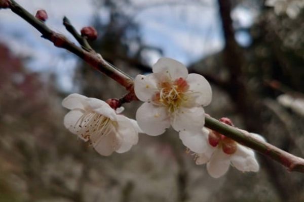 白木谷の梅の花