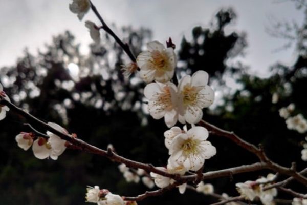白木谷の梅の花