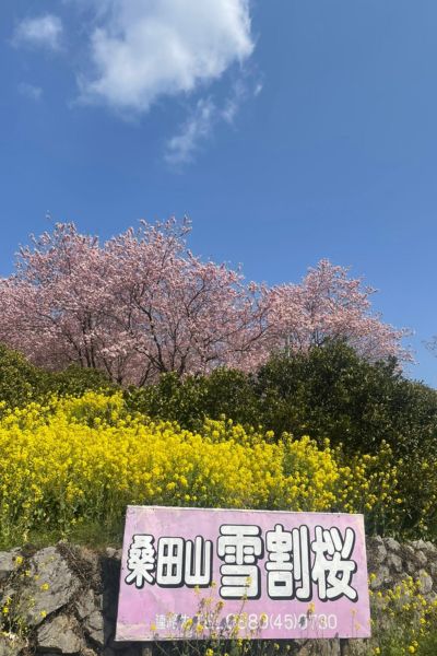桑田山の雪割桜
