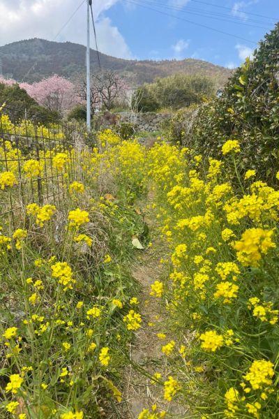 桑田山の菜の花