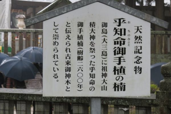 大山祇神社の楠の立て看板