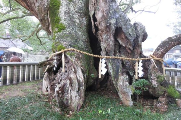 大山祇神社の楠