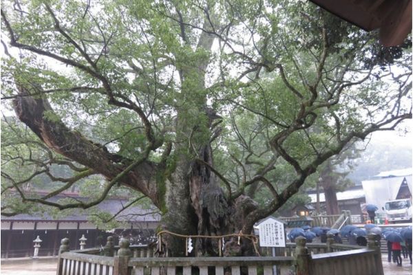 大山祇神社の楠