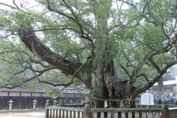 大山祇神社の楠