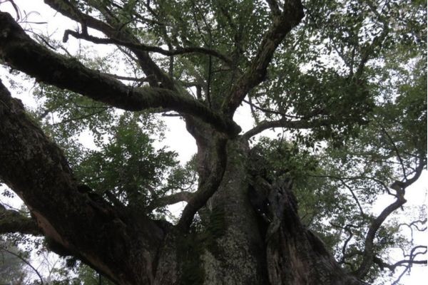 大山祇神社の楠